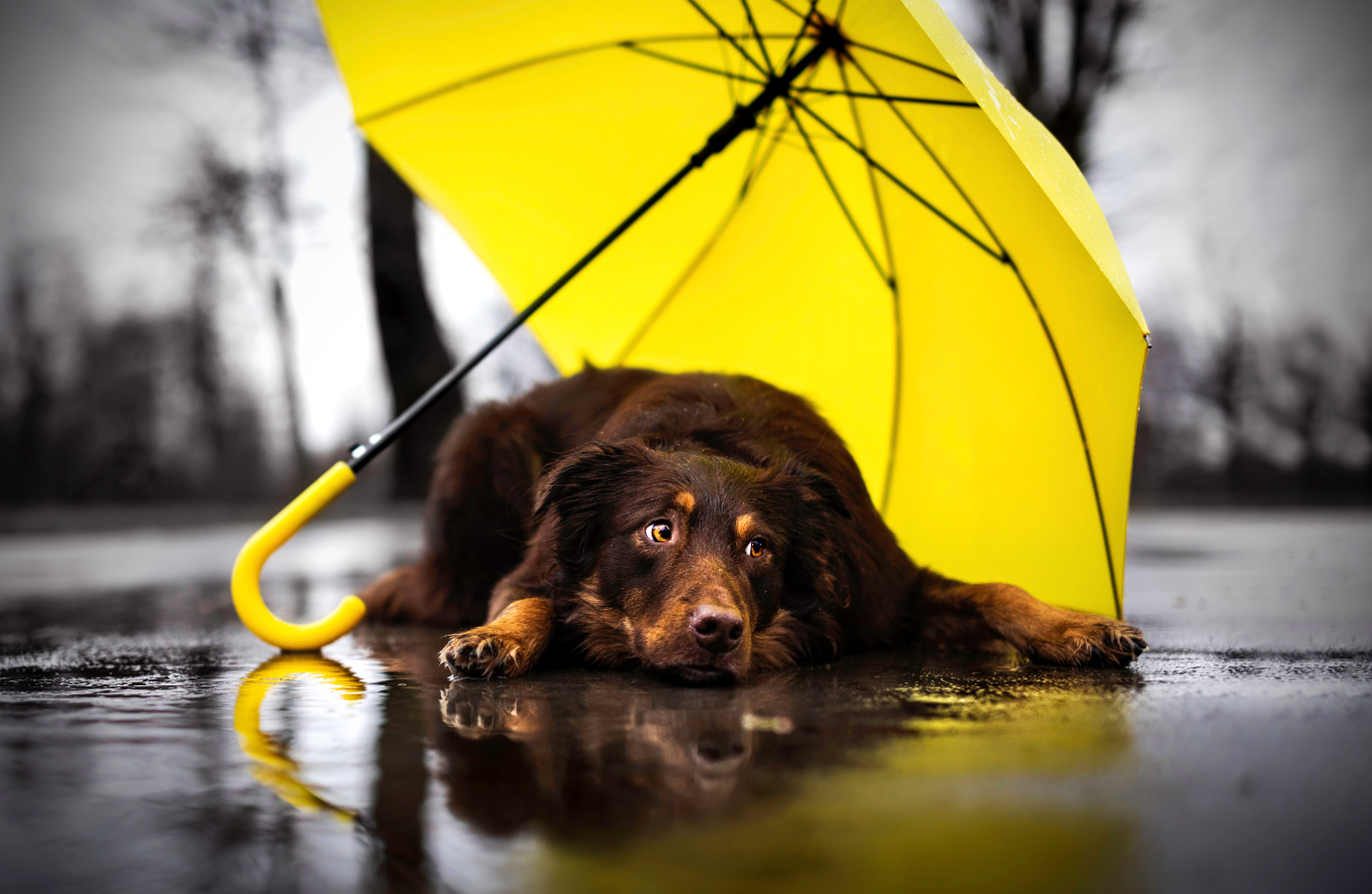 A brown Australian Shepherd sitting in the rain under a yellow umbrella.