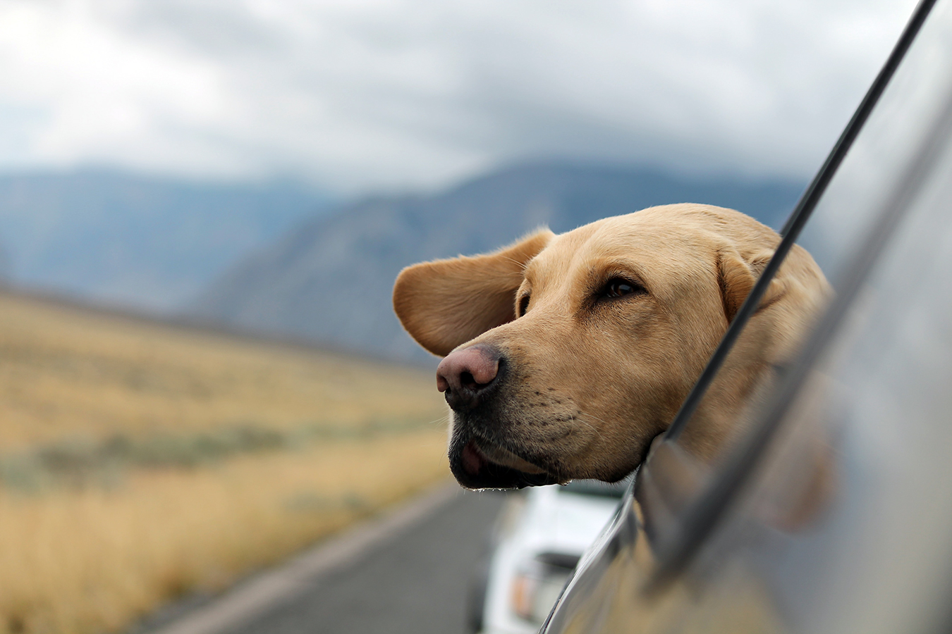 A Golden Retriever looking out the window of a moving car.